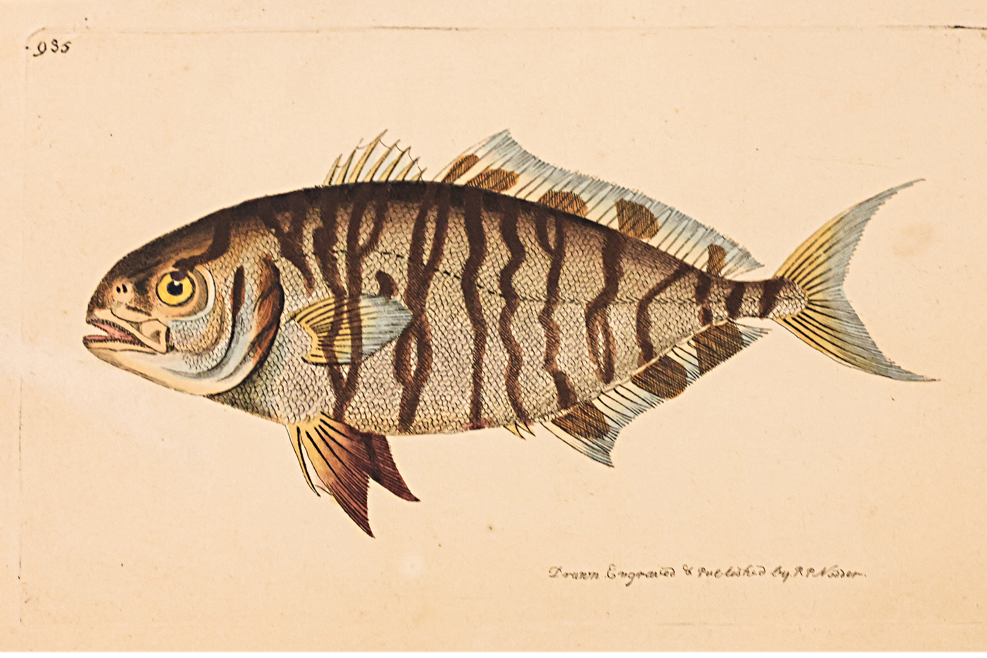 FREDERICK P. NODDER (1751-1800), EIGHT PRINTS OF FISH - Image 3 of 3