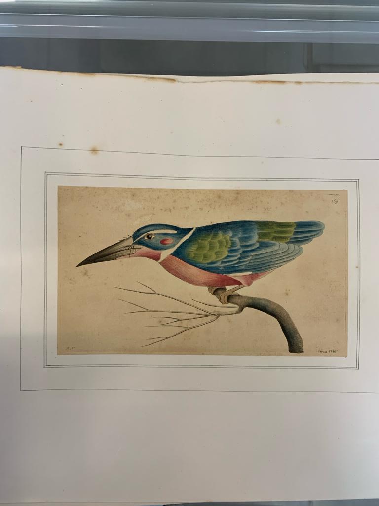 FREDERICK P. NODDER (1751-1800), FOUR PRINTS OF BIRDS - Image 5 of 12