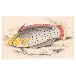 WILLIAM H. LIZARS (1788-1859), FIVE ENGRAVINGS OF FISH