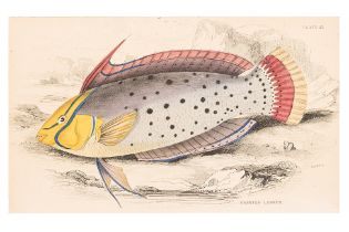 WILLIAM H. LIZARS (1788-1859), FIVE ENGRAVINGS OF FISH