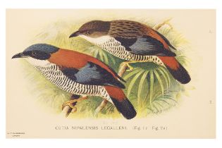 A GROUP OF SEVEN BIRD PRINTS