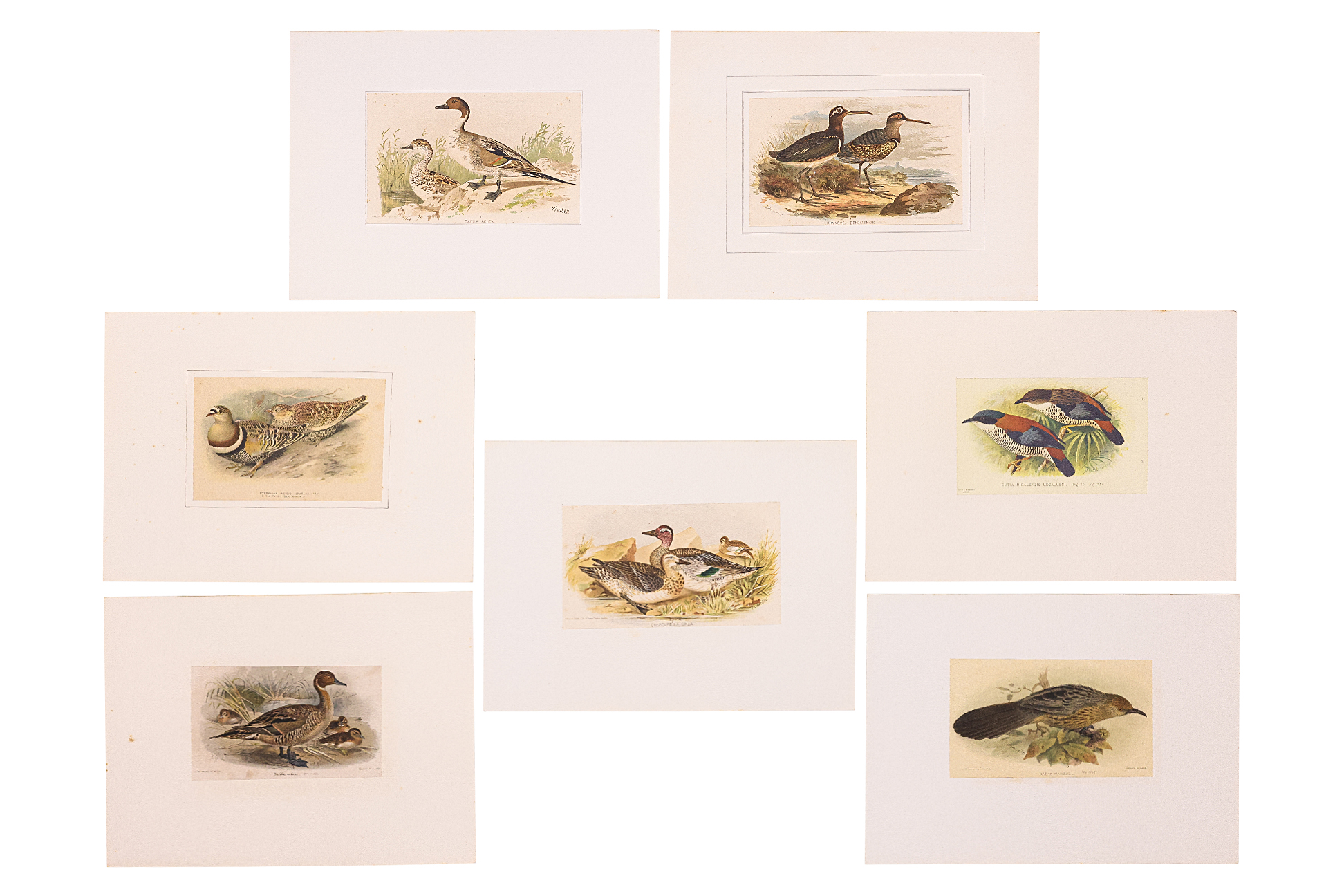 A GROUP OF SEVEN BIRD PRINTS - Image 2 of 16