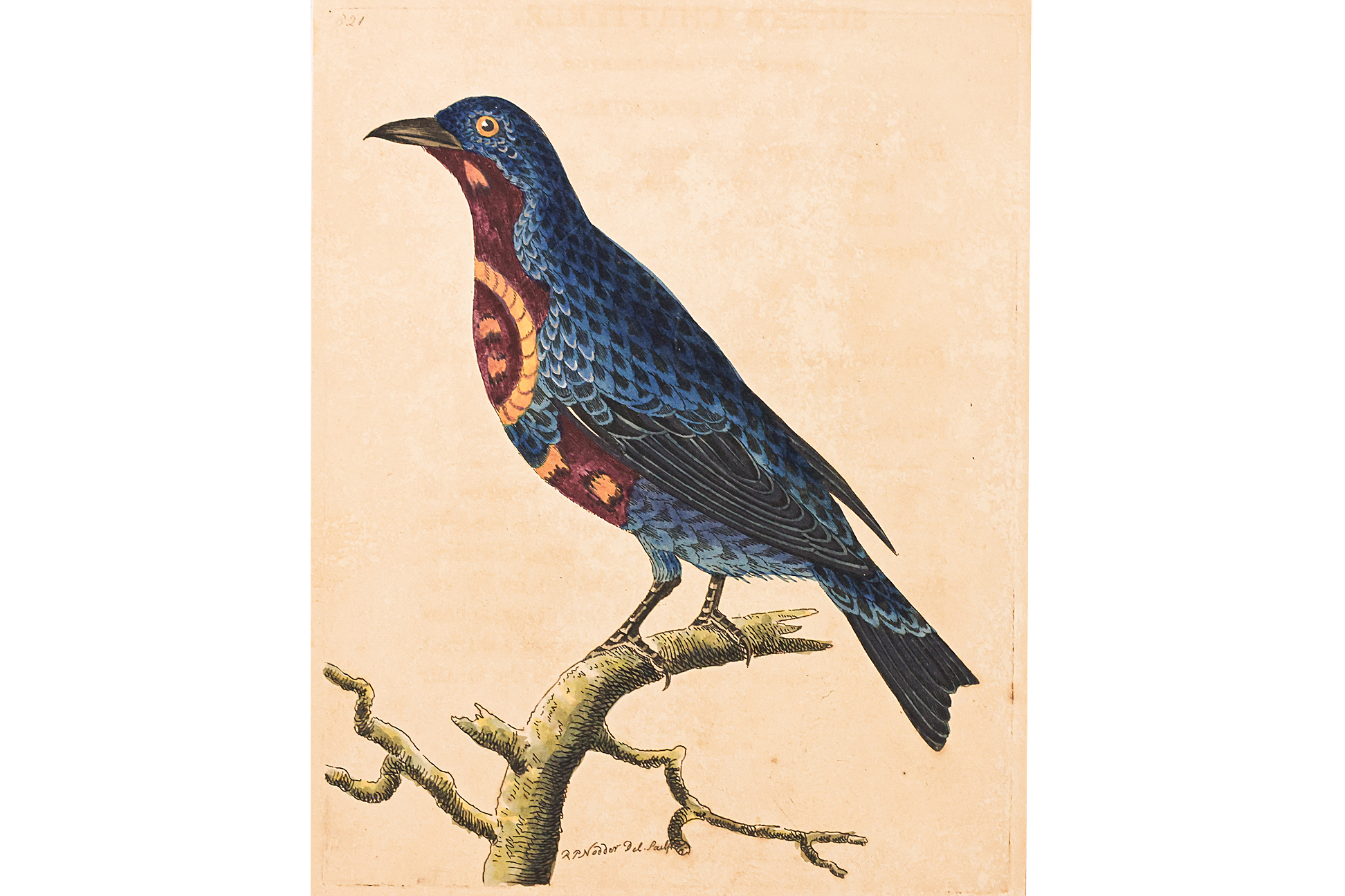 FREDERICK P. NODDER (1751-1800), THREE PRINTS OF BIRDS