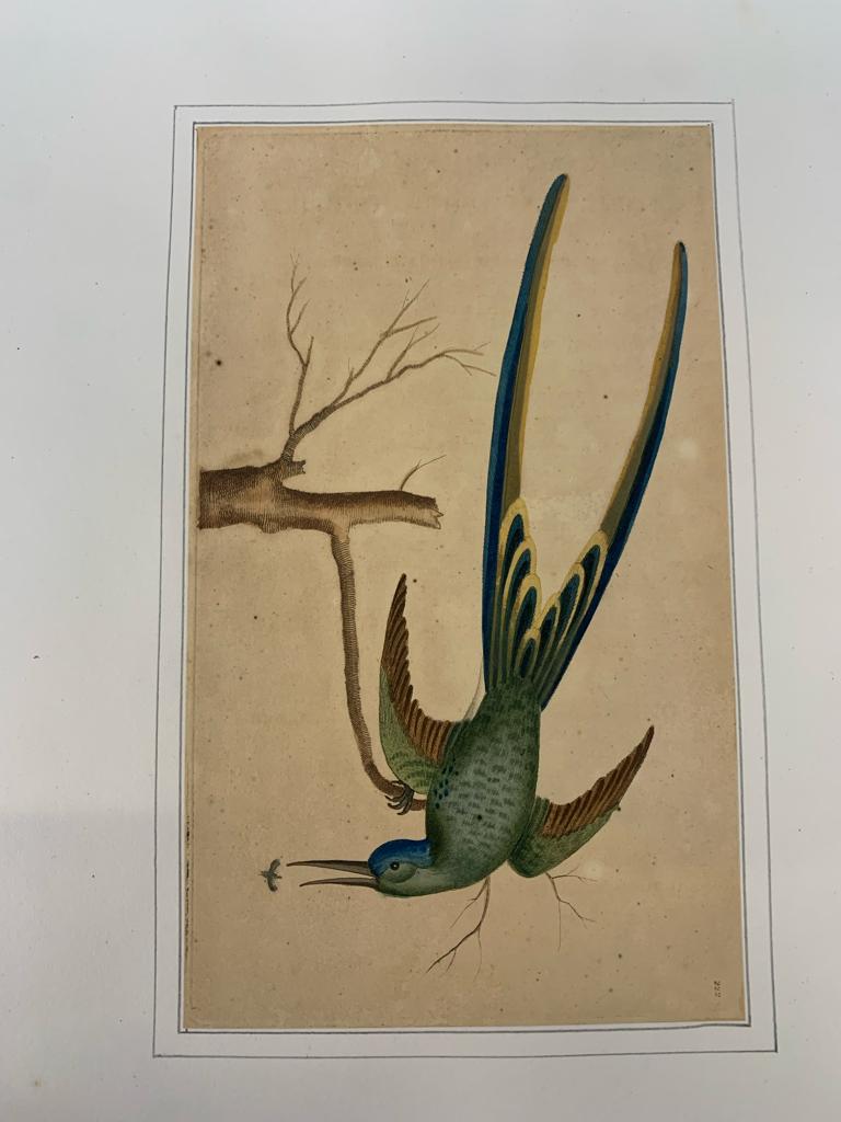 FREDERICK P. NODDER (1751-1800), FOUR PRINTS OF BIRDS - Image 5 of 20