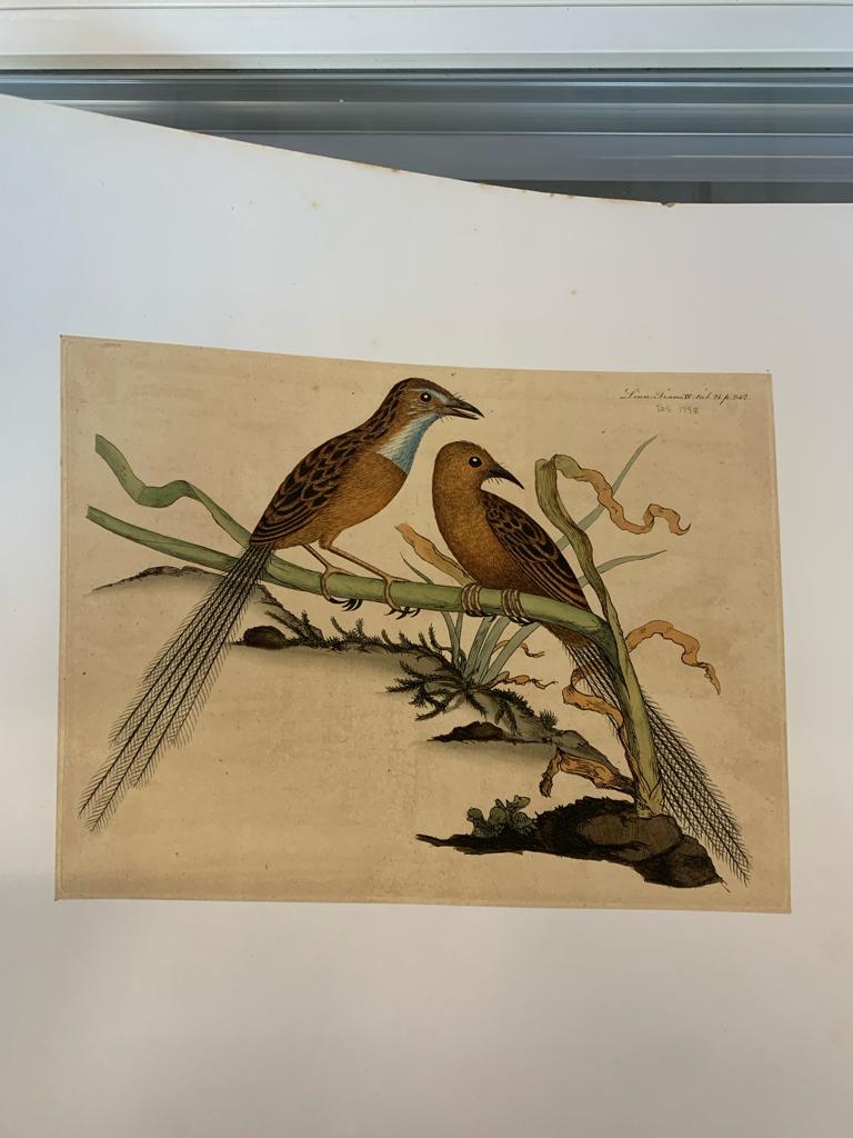 FREDERICK P. NODDER (1751-1800), FOUR PRINTS OF BIRDS - Image 7 of 12