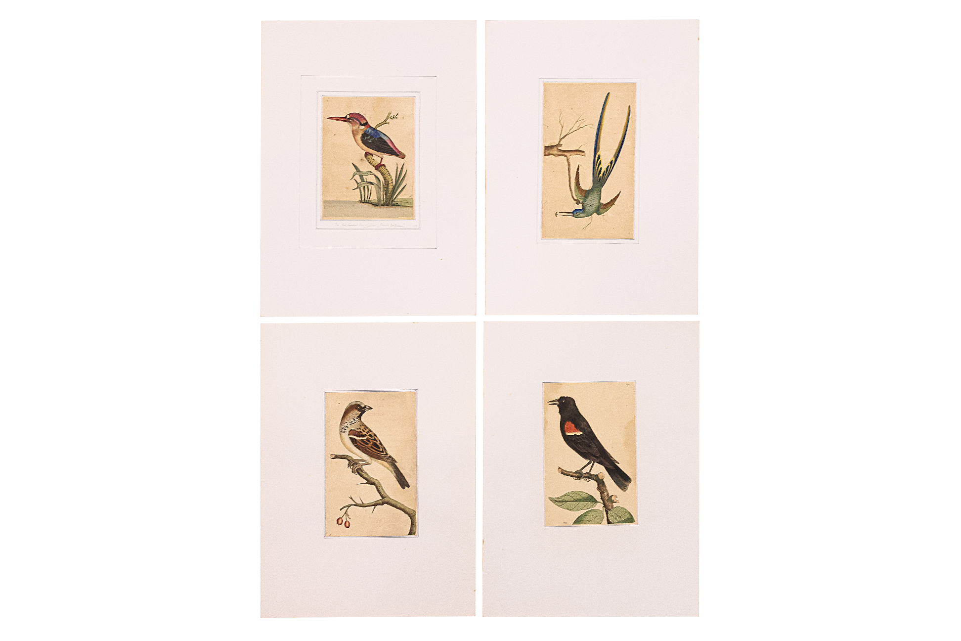 FREDERICK P. NODDER (1751-1800), FOUR PRINTS OF BIRDS - Image 3 of 20
