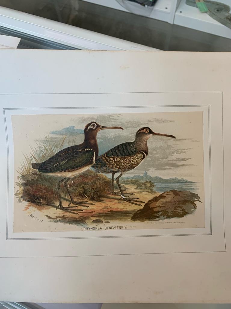 A GROUP OF SEVEN BIRD PRINTS - Image 12 of 16