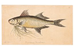 FREDERICK P. NODDER (1751-1800) SIX PRINTS OF FISH