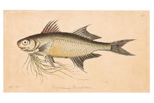 FREDERICK P. NODDER (1751-1800) SIX PRINTS OF FISH