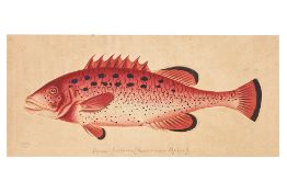 FREDERICK P. NODDER (1751-1800) SEVEN PRINTS OF FISH