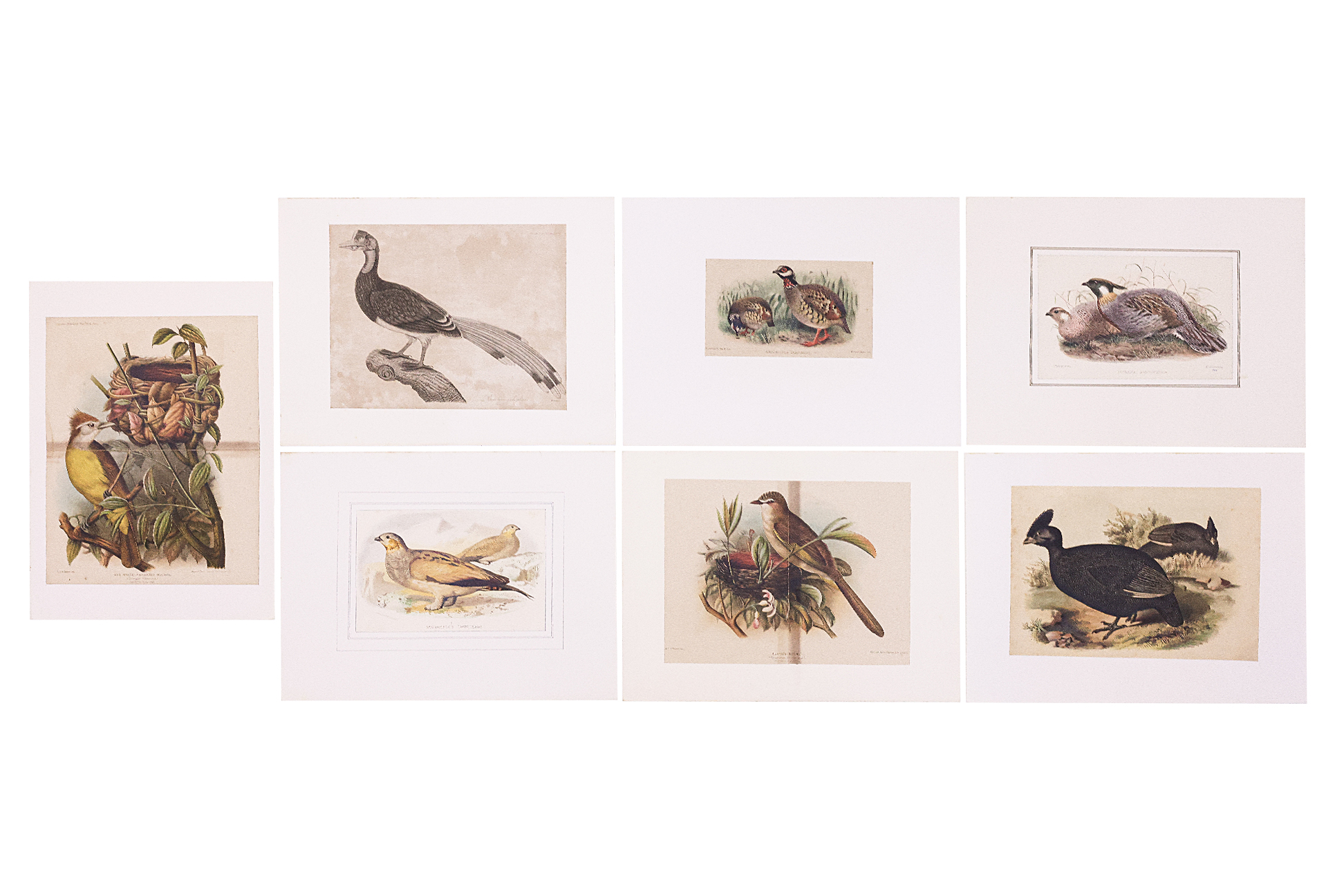 AN ASSORTED GROUP OF SEVEN PRINTS OF BIRDS - Image 3 of 3