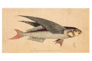 FREDERICK P. NODDER (1751-1800) SIX PRINTS OF FISH