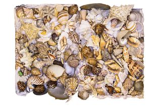 A LARGE COLLECTION OF VARIOUS SHELLS