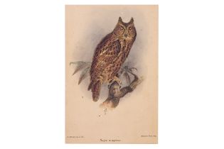 A GROUP OF FIVE PRINTS OF OWLS