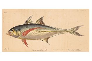 FREDERICK P. NODDER (1751-1800) SIX PRINTS OF FISH