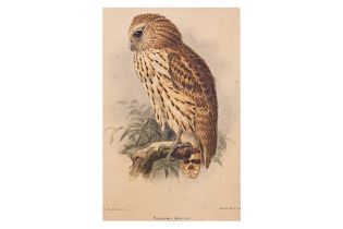 A GROUP OF FIVE PRINTS OF OWLS