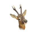 Vintage Roe Deer Taxidermy Head dated 1940.