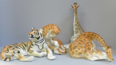 Four large USSR Lomonosov ceramic models; tiger, leopard and two giraffes, one giraffe with ear a/f