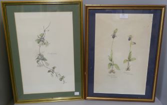 Seventeen Elekra Megaw botanical prints, framed