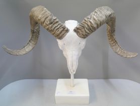 A faux ram's skull on stand