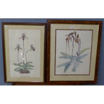 A pair of horticultural prints, one limited edition