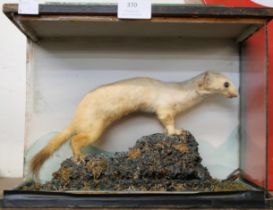 A taxidermy weasel