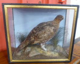 A taxidermy grouse in a glass display case with black and gold frame