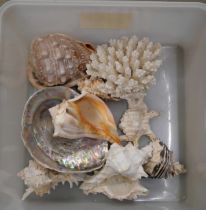 A box of assorted sea shells and coral **PLEASE NOTE THIS LOT IS NOT ELIGIBLE FOR POSTING AND