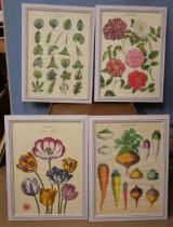 A set of four horticultural prints, framed