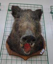 A boar's head