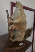 A squirrel taxidermy