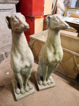 A pair of concrete garden figures of seated greyhounds