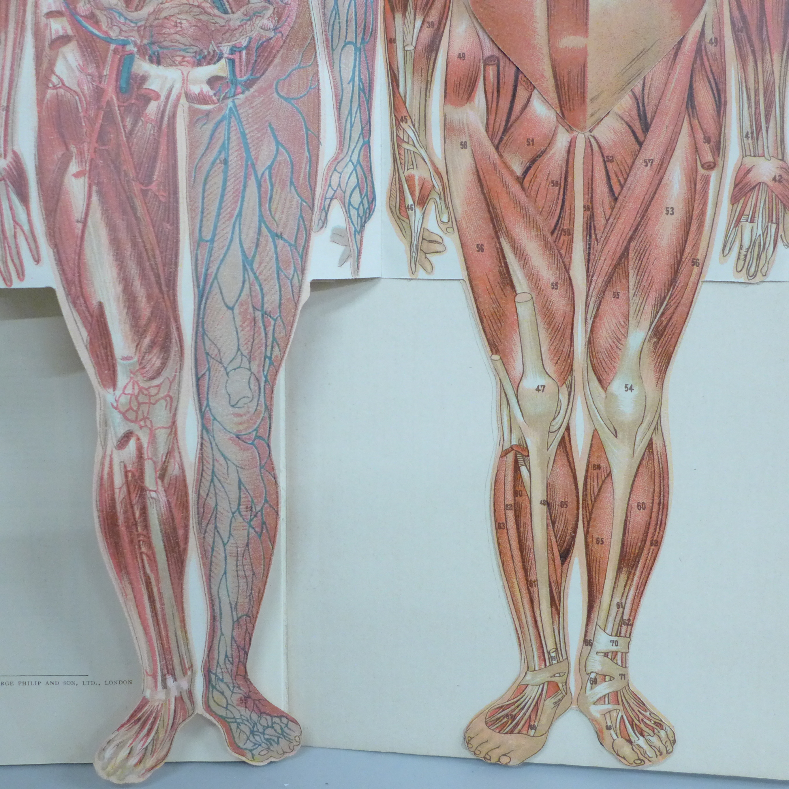 A Philips' Model of the Human Body (female) illustrated and edited by W.S. Furneaux - Image 8 of 8