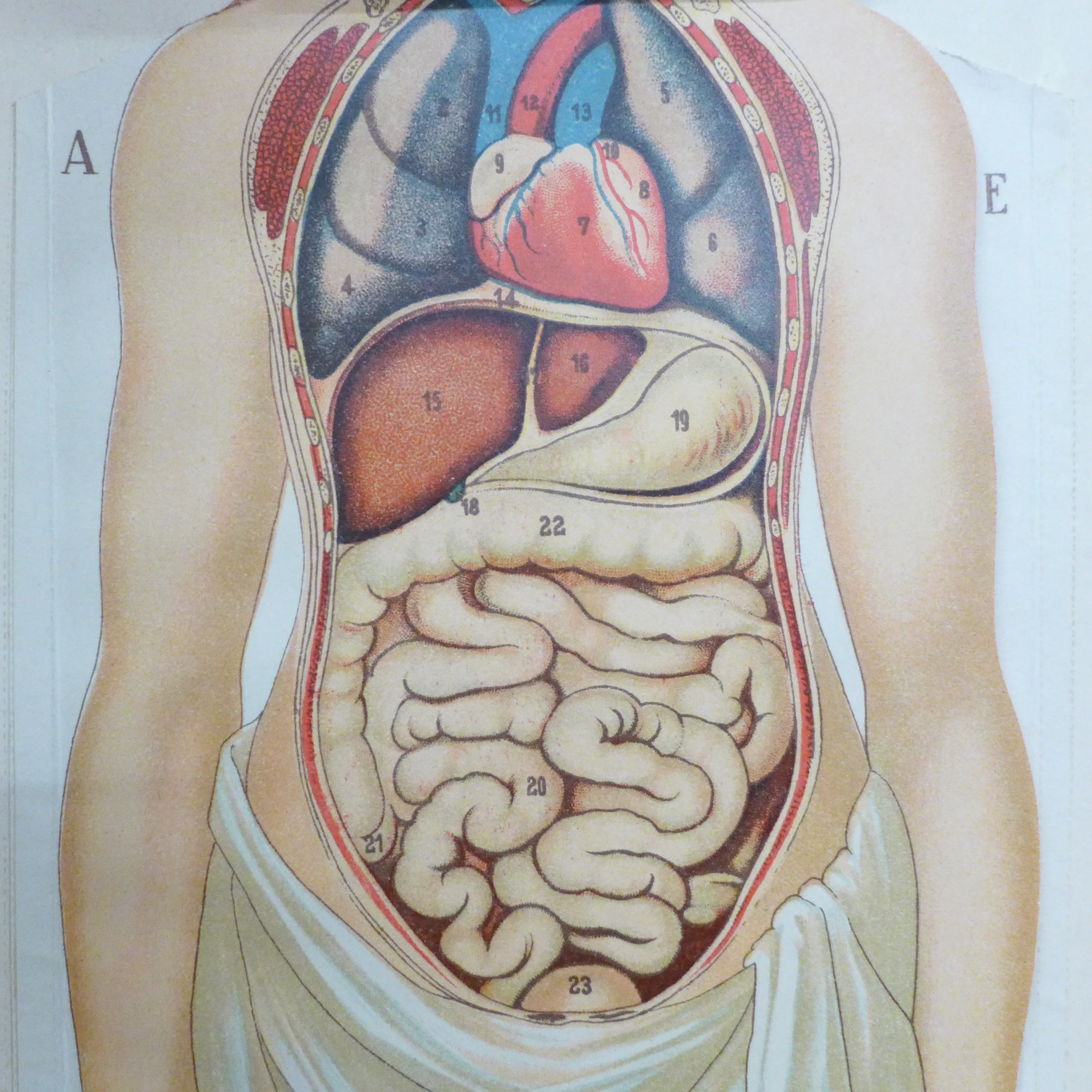 A Philips' Model of the Human Body (female) illustrated and edited by W.S. Furneaux - Image 6 of 8