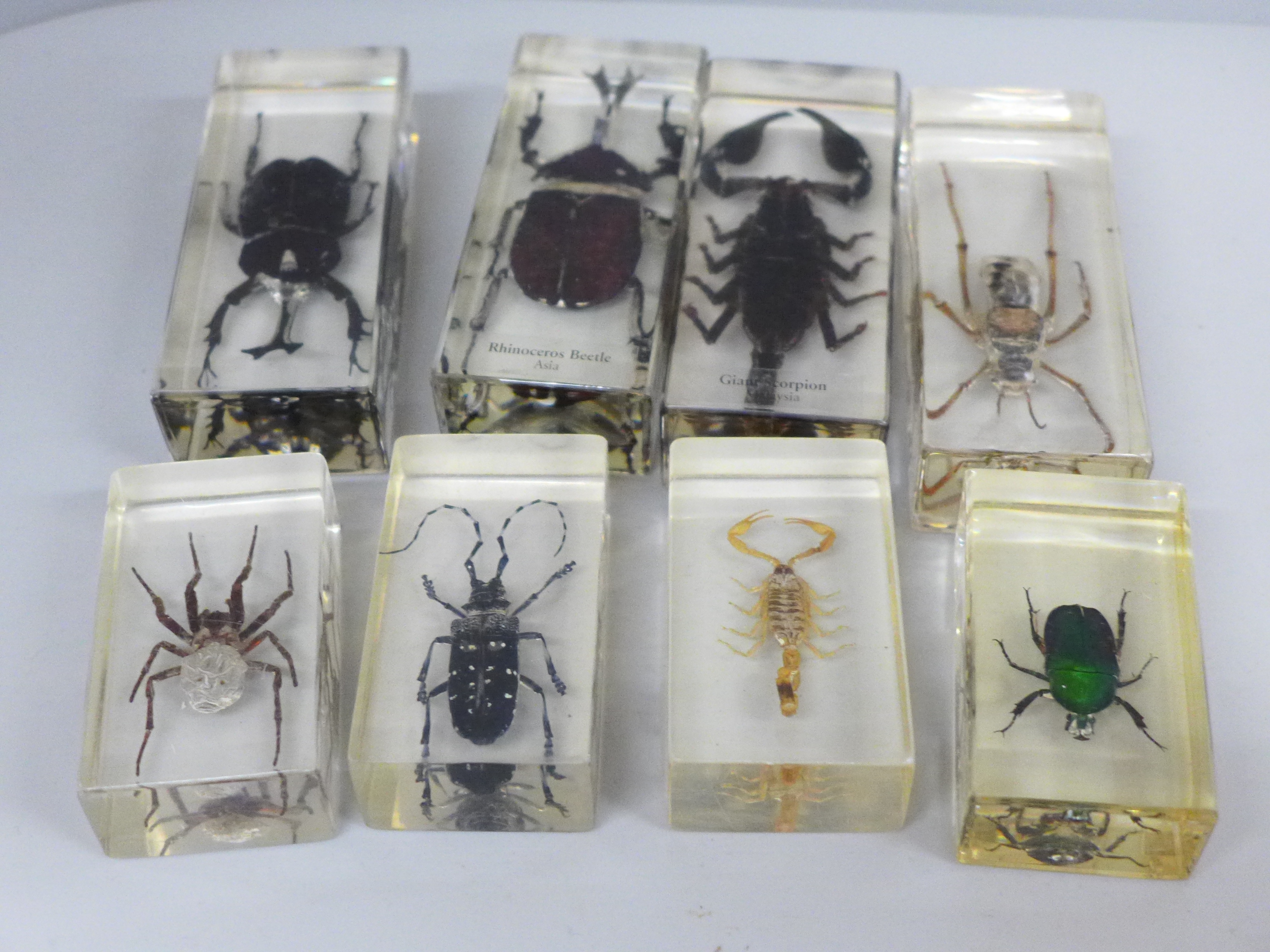 Eight insect specimens in resin, including Giant Scorpion and Rhinoceros Beetle