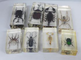 Eight insect specimens in resin, including Giant Scorpion and Rhinoceros Beetle