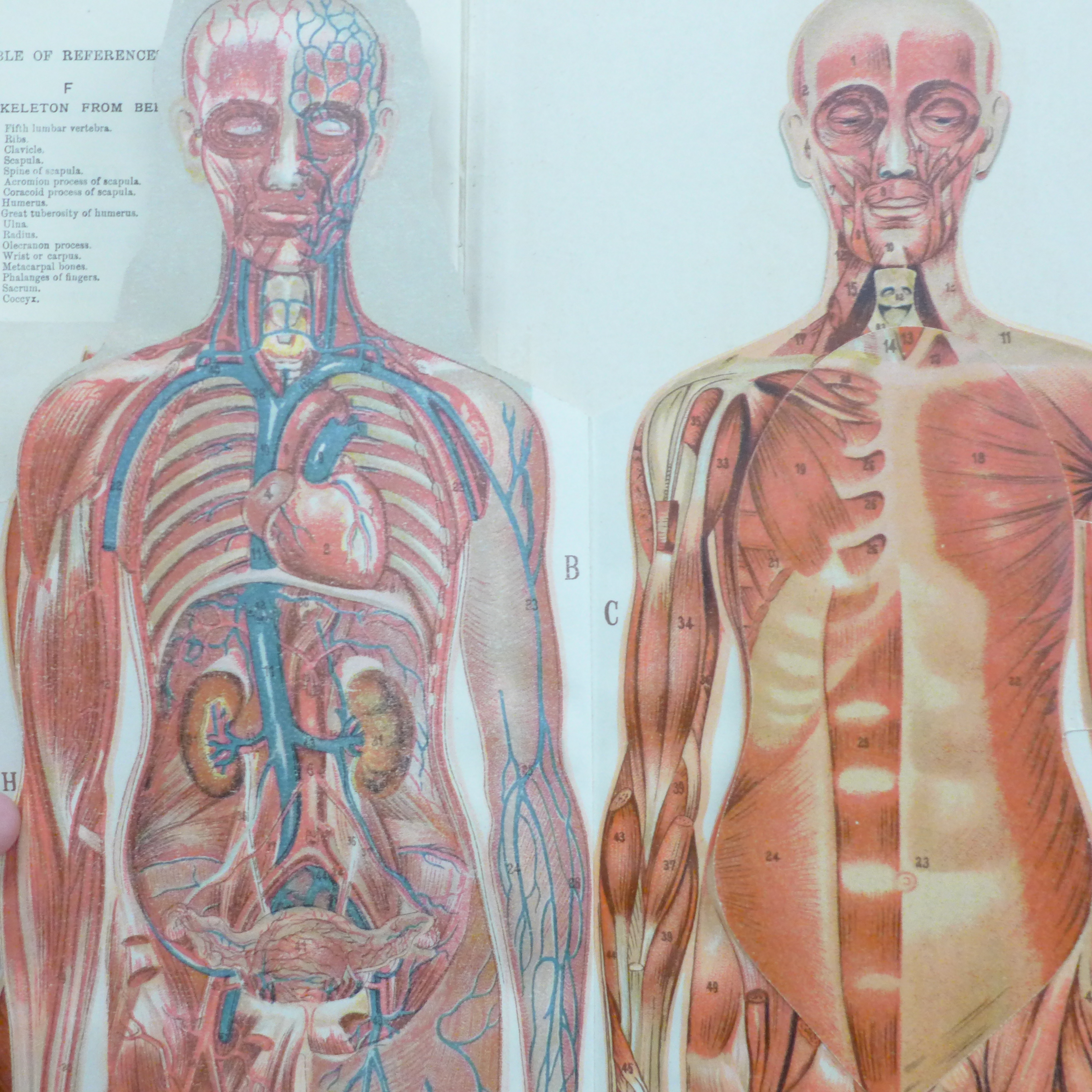 A Philips' Model of the Human Body (female) illustrated and edited by W.S. Furneaux - Image 7 of 8