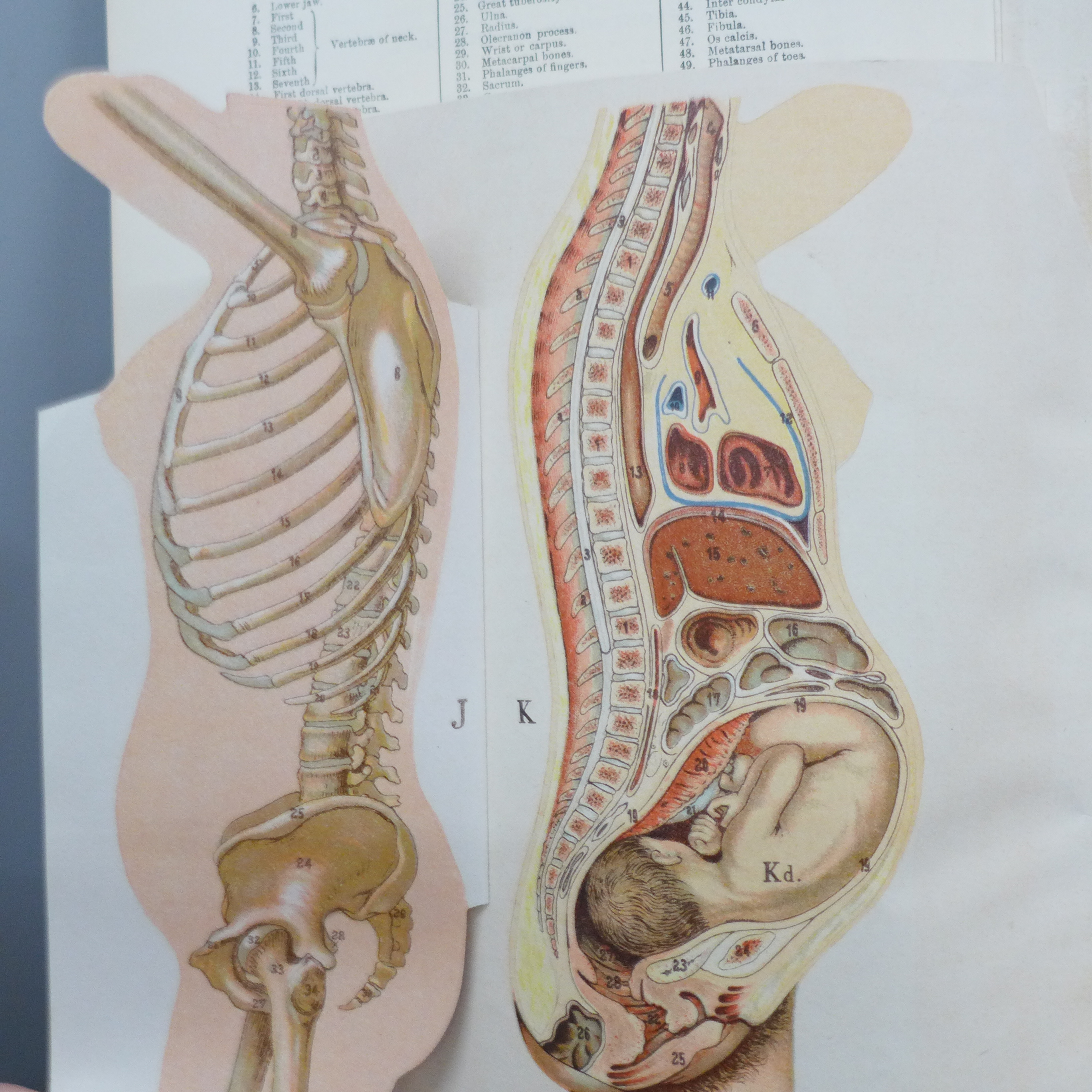 A Philips' Model of the Human Body (female) illustrated and edited by W.S. Furneaux - Image 5 of 8