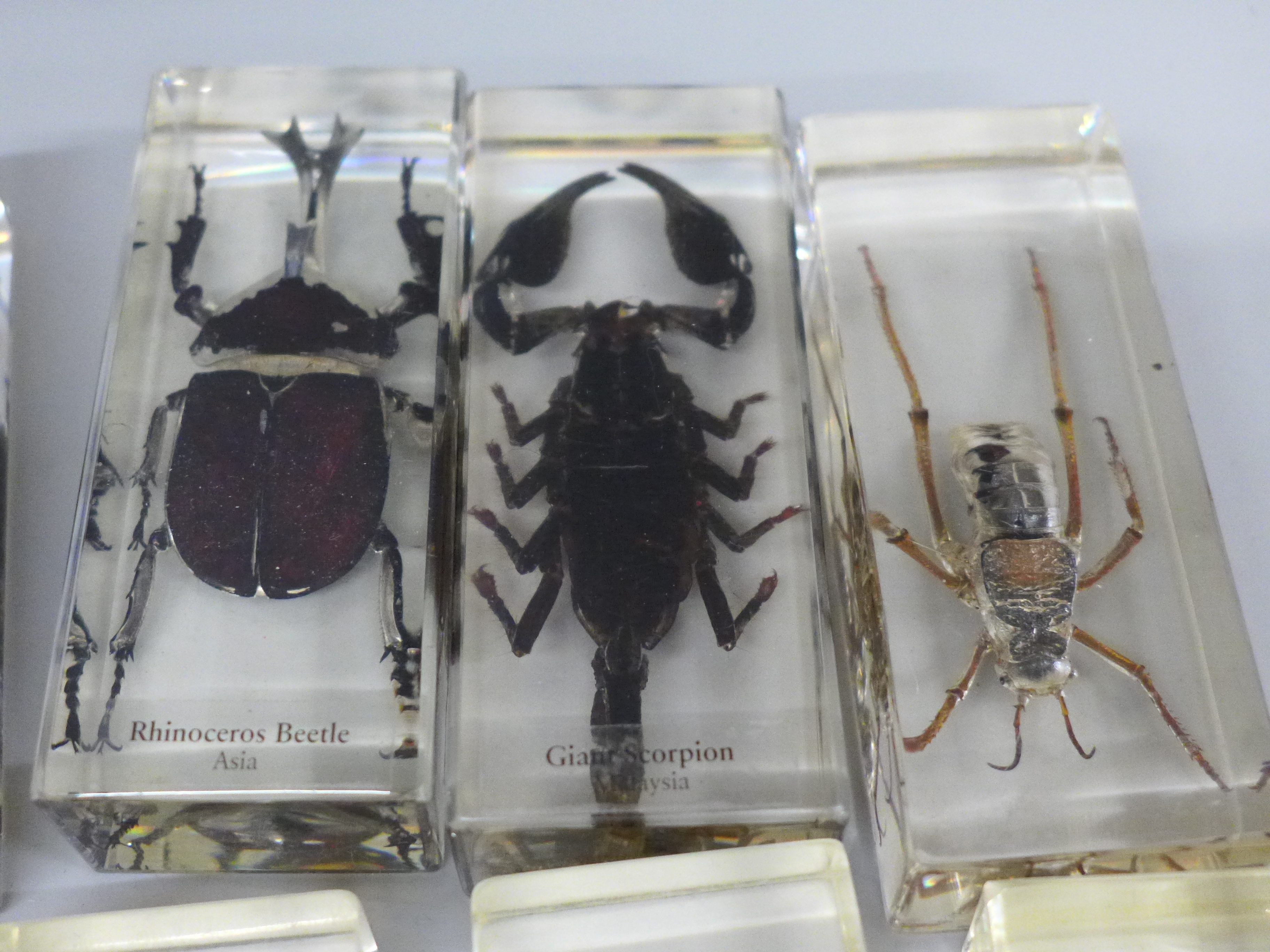 Eight insect specimens in resin, including Giant Scorpion and Rhinoceros Beetle - Image 2 of 4