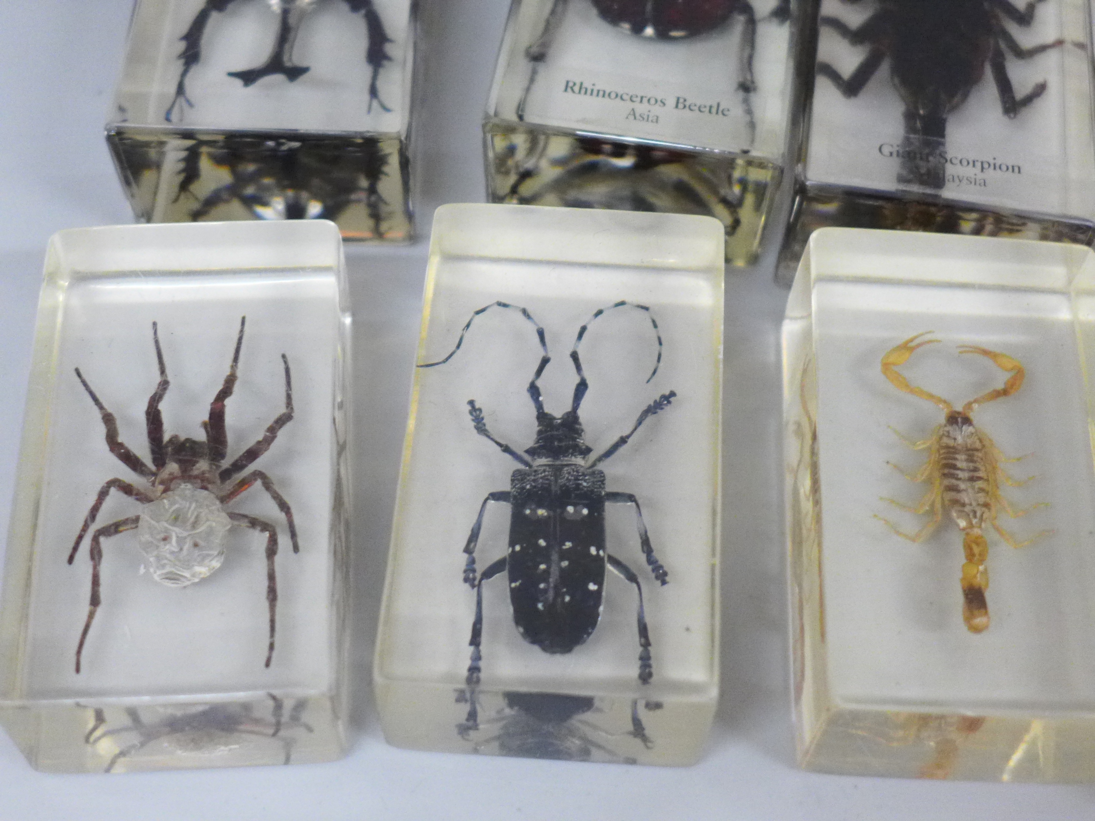 Eight insect specimens in resin, including Giant Scorpion and Rhinoceros Beetle - Image 3 of 4