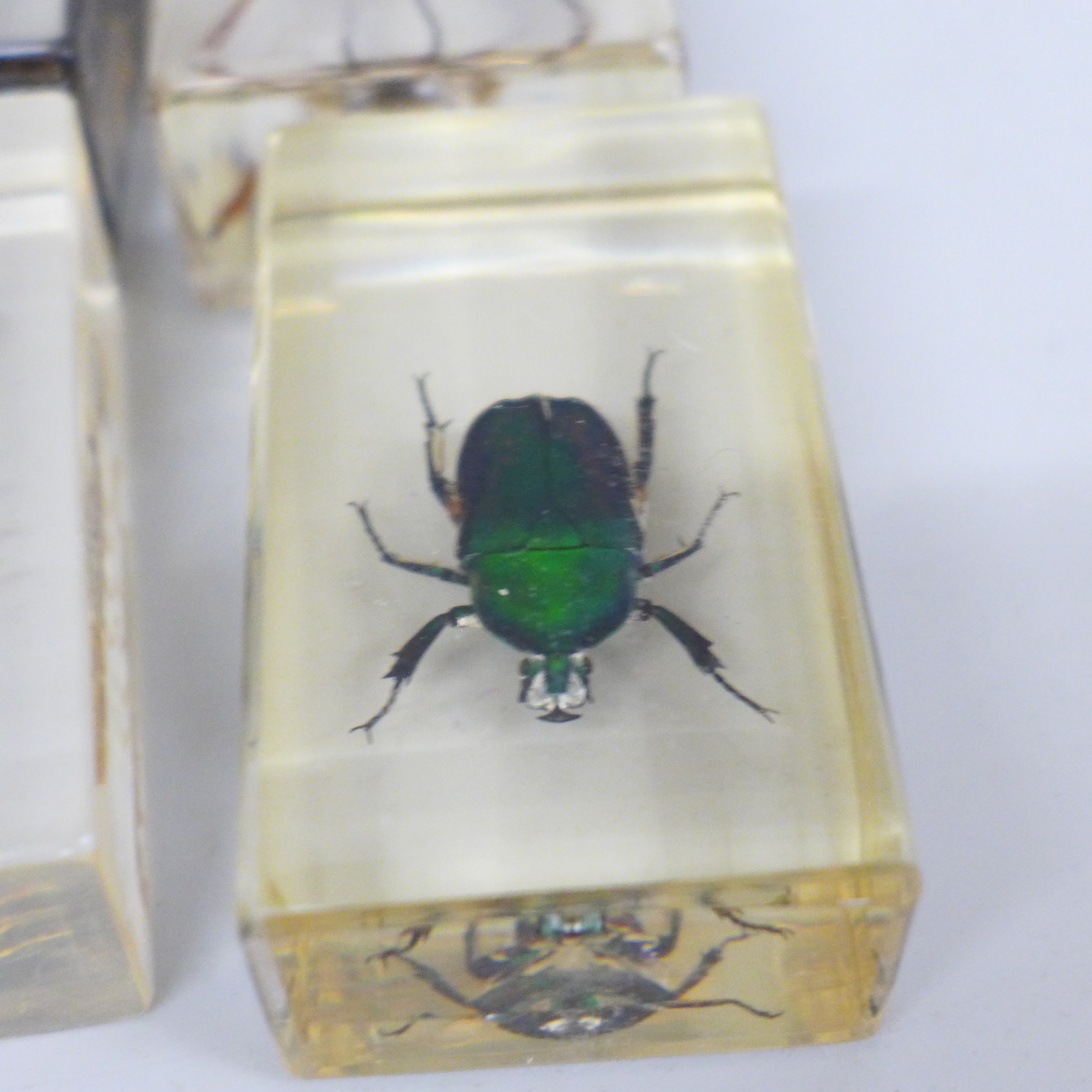 Eight insect specimens in resin, including Giant Scorpion and Rhinoceros Beetle - Image 4 of 4