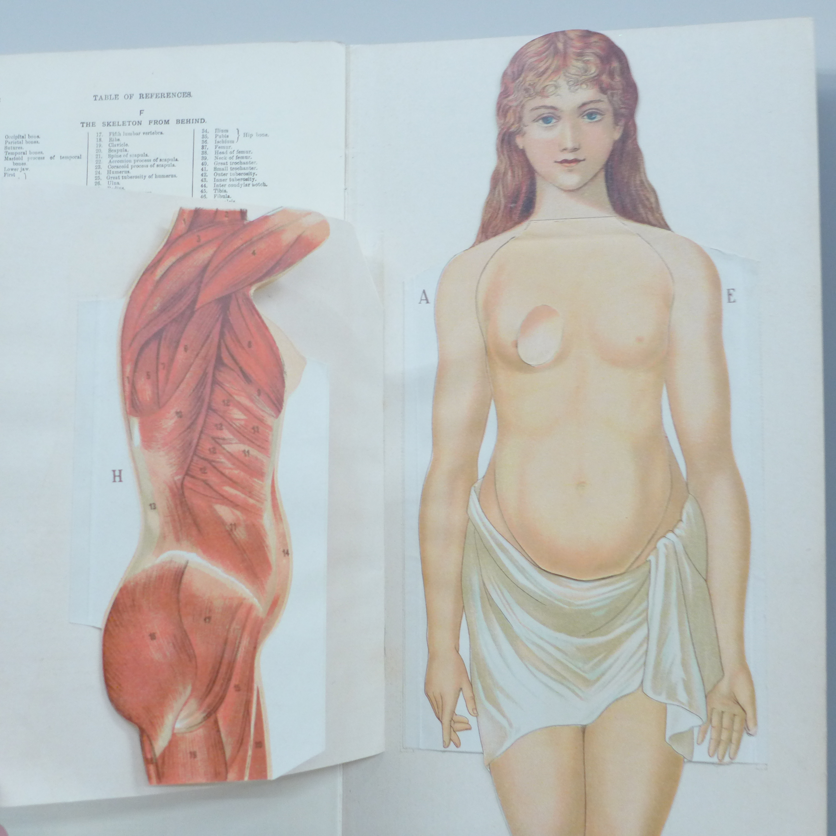 A Philips' Model of the Human Body (female) illustrated and edited by W.S. Furneaux - Image 4 of 8