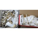 A large collection of old clay pipes