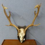 A wall hanging deer skull and antlers