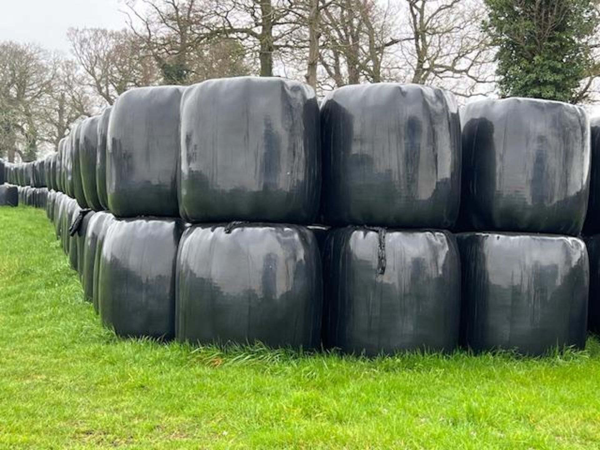 2023 100No. Haylage Bales - (Norfolk) - Image 3 of 3