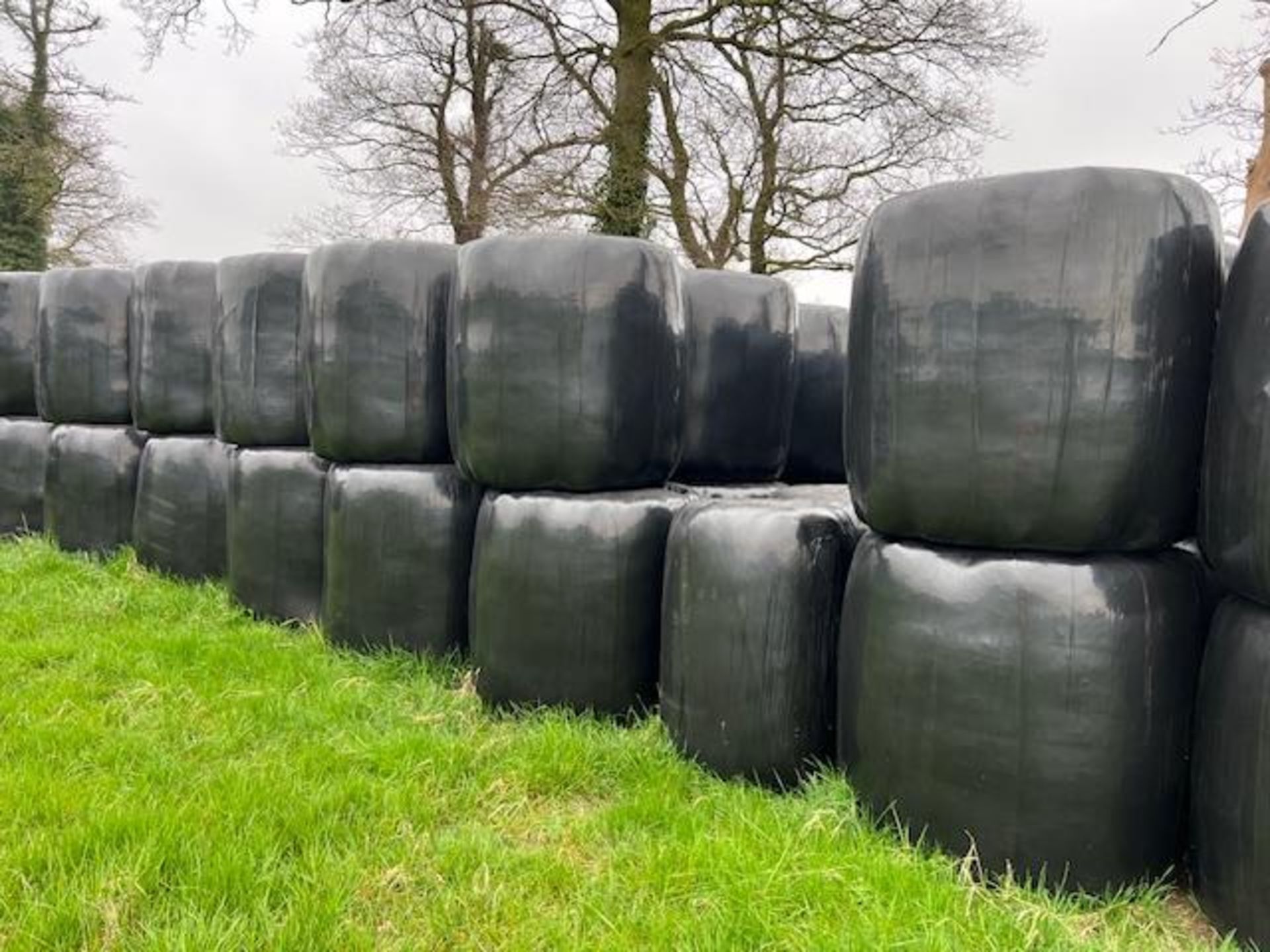 2023 100No. Haylage Bales - (Norfolk) - Bild 2 aus 3