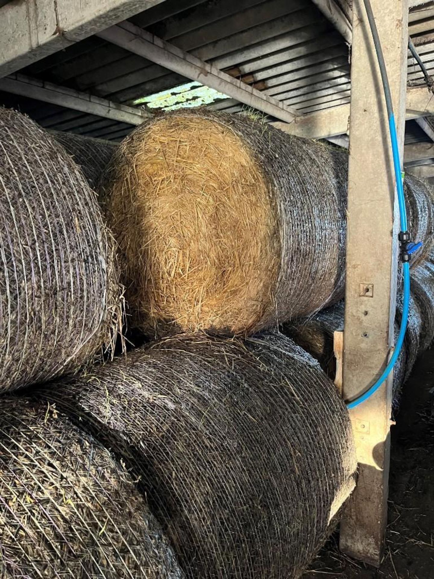 300No. 4ft Round Bales Barley Straw - (Norfolk) - Image 3 of 3