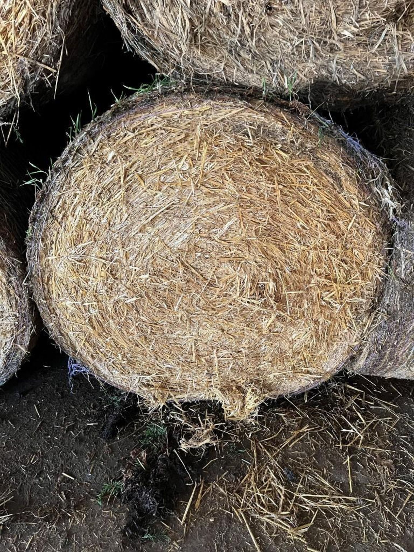 300No. 4ft Round Bales Barley Straw - (Norfolk) - Image 2 of 3