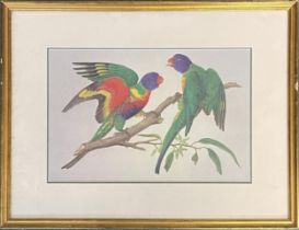 A reproduction colour prints of parrots, 23x35cm