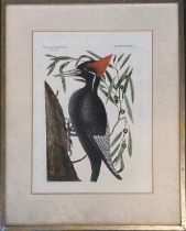 20th century reproduction print, 'Largest White Bill'd Woodpecker' from Mark Catesby Natural